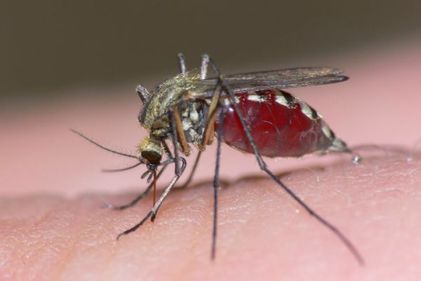 mosquito.jpg.cf.jpg