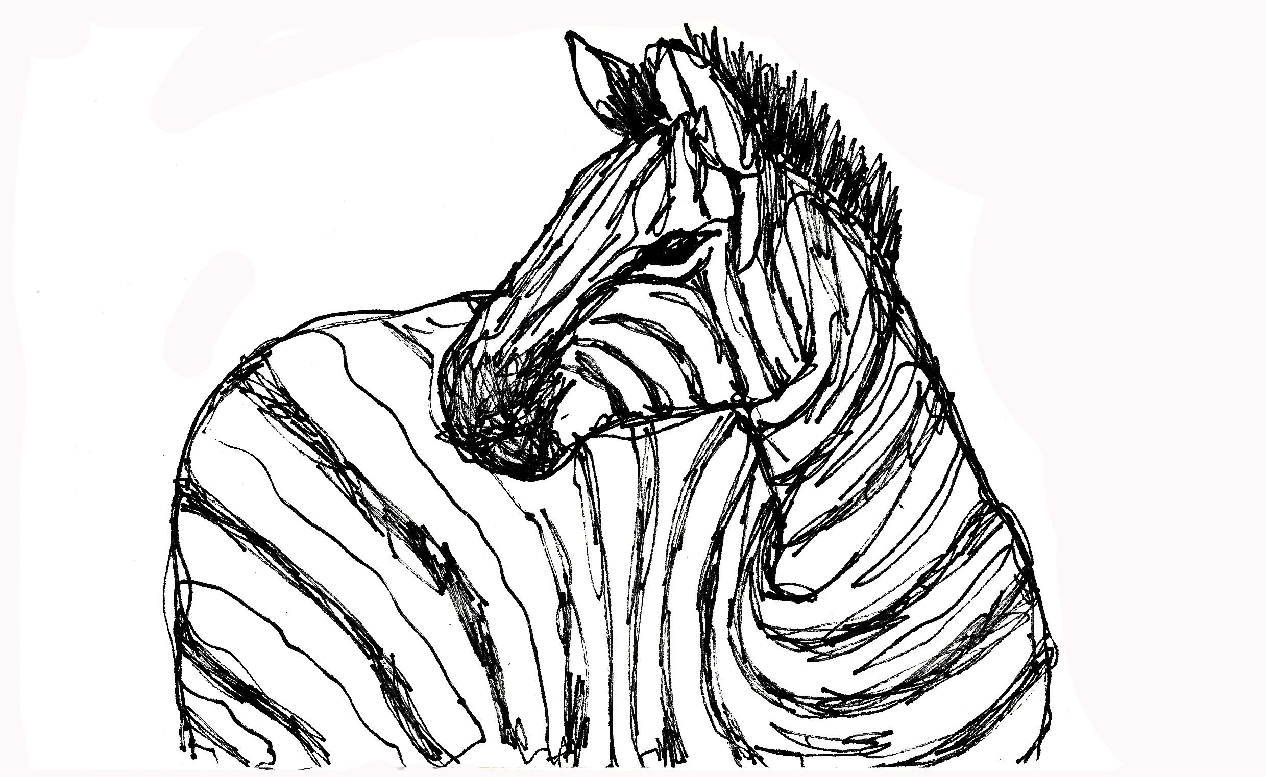 Zebra.jpg