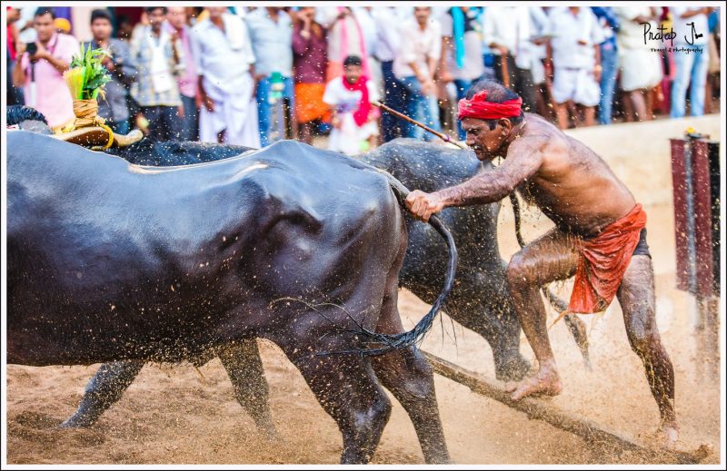 man-and-beast-flexing-muscles-at-a-kambala-race_pj-800x519.jpg