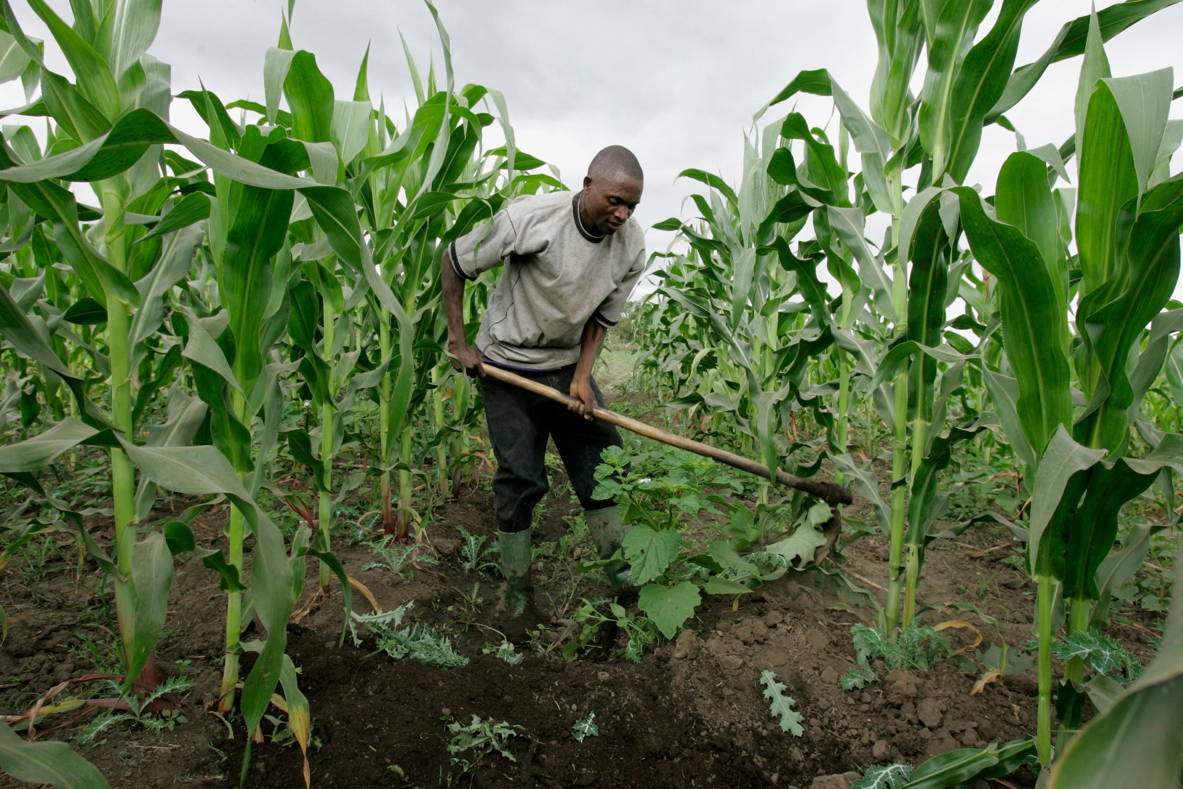 African-farmer.jpg