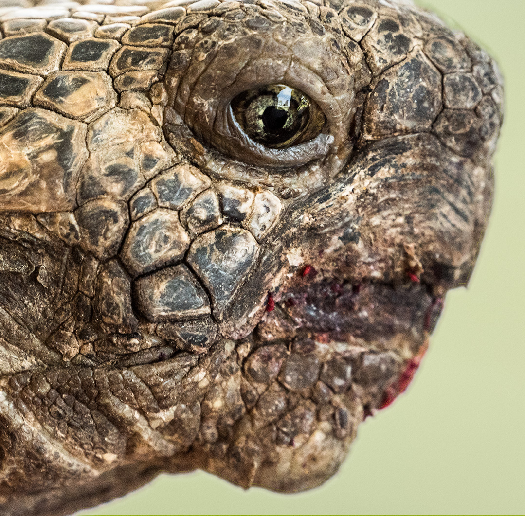 50 year old desert tortoise by DreamStream