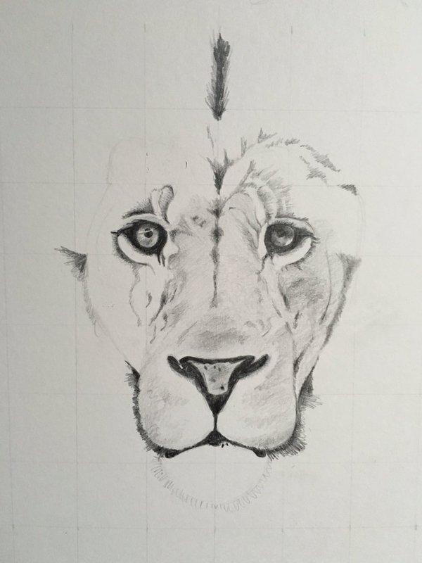 Easy How to Draw a Lion Tutorial and Lion Coloring Page