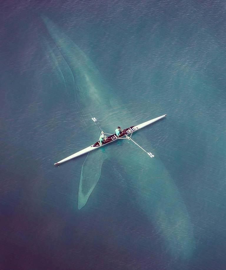 🐋 Blue Whale.jpg