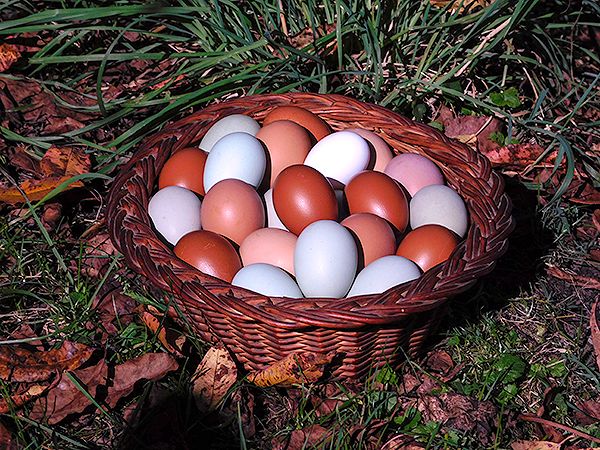 eggs_basket_1.jpg