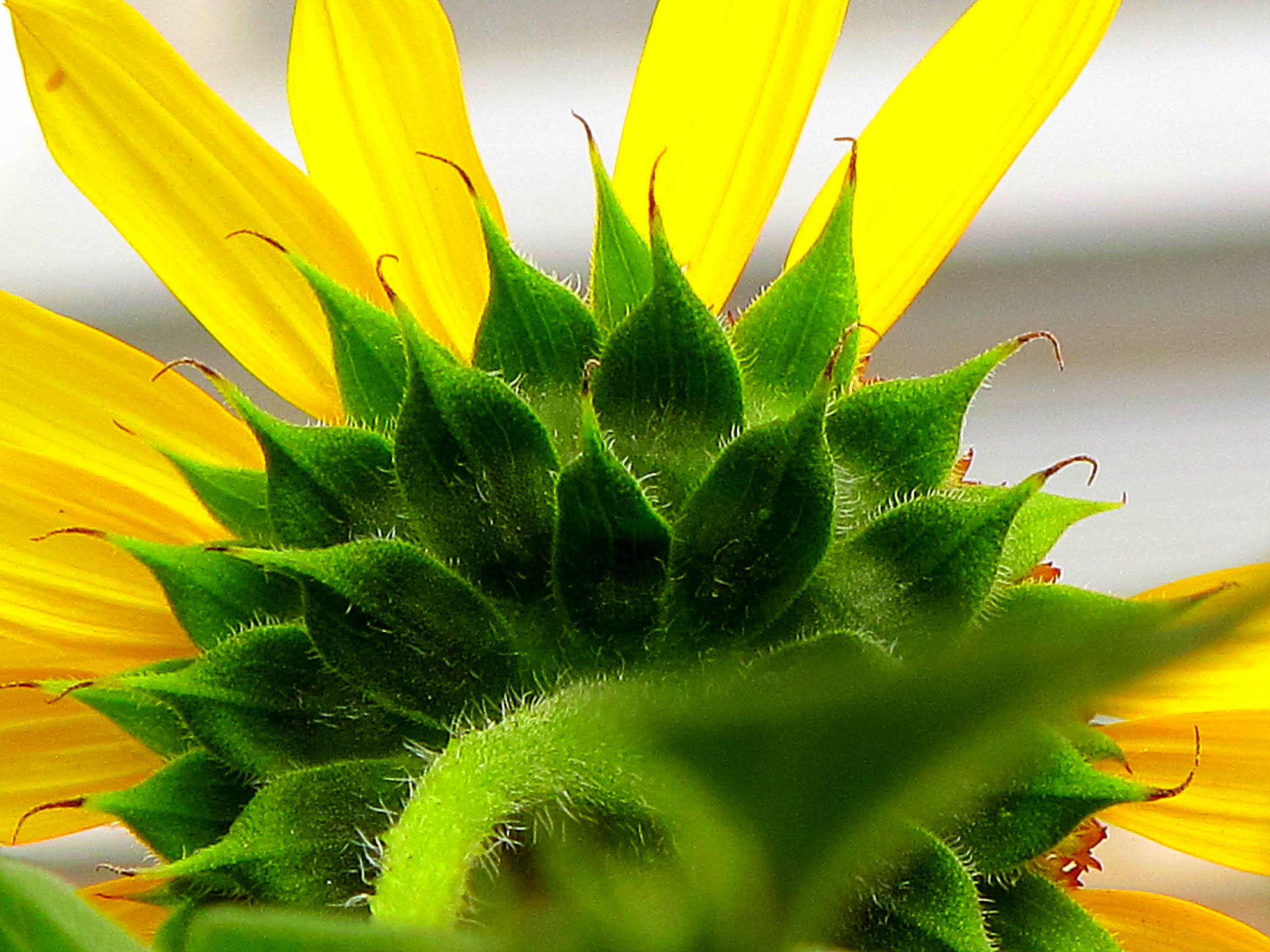 MzMsteemit2018sunflower.JPG