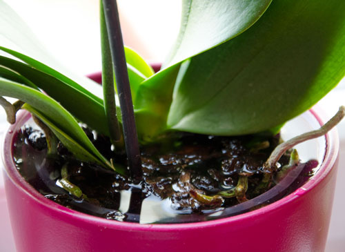 how-to-water-orchids-moth-orchid-care-phalaenopsis-flower-pot-with-orchid-filled-to-brim-with-water.jpg