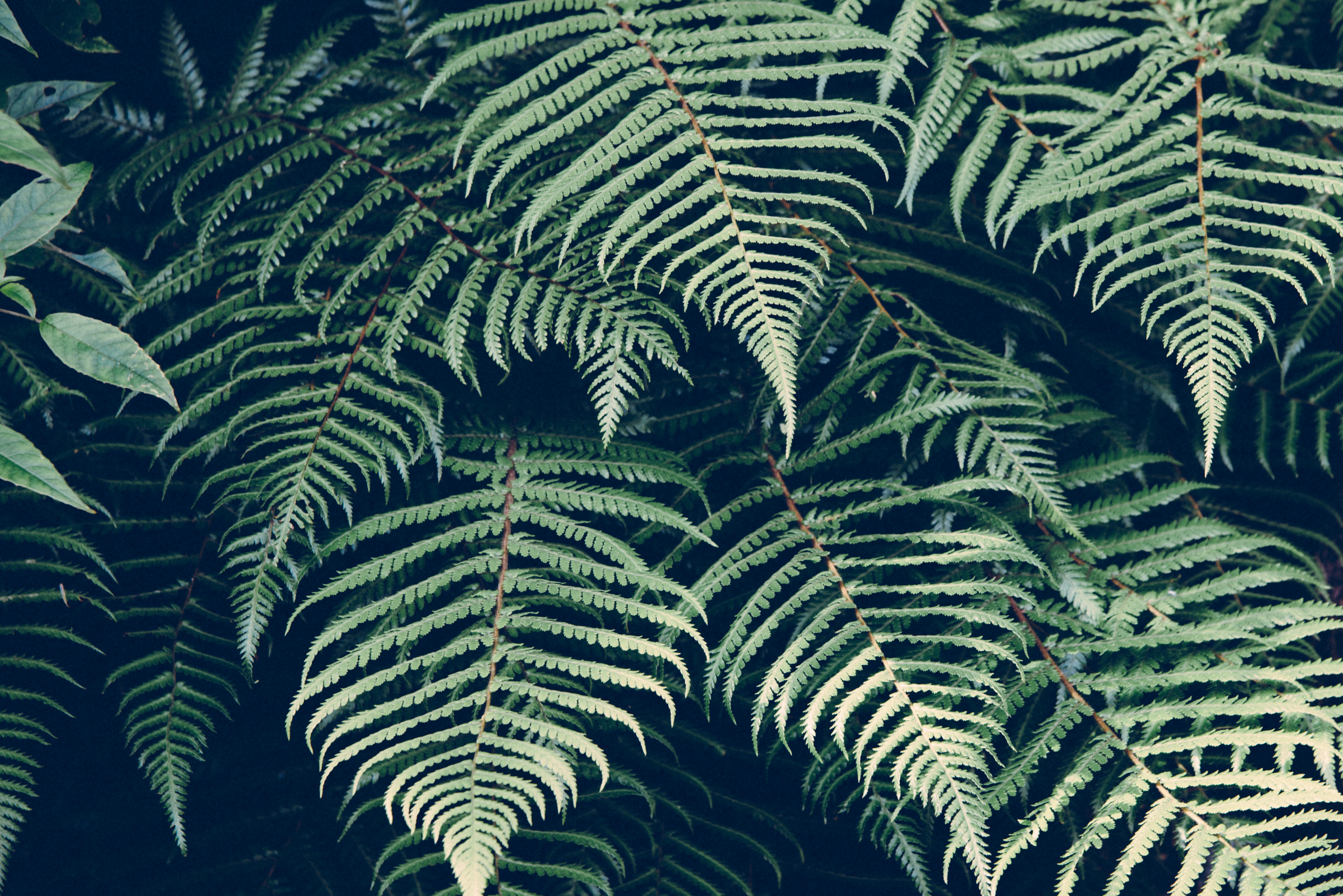 nature-forest-plant-tropic.jpeg