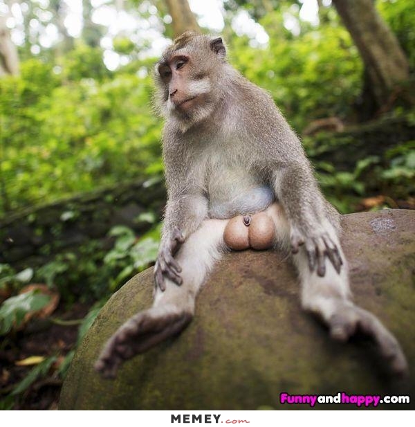 funny-monkey-testicles.jpg
