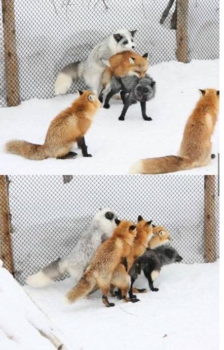 when-see-cute-foxes-photos.jpg