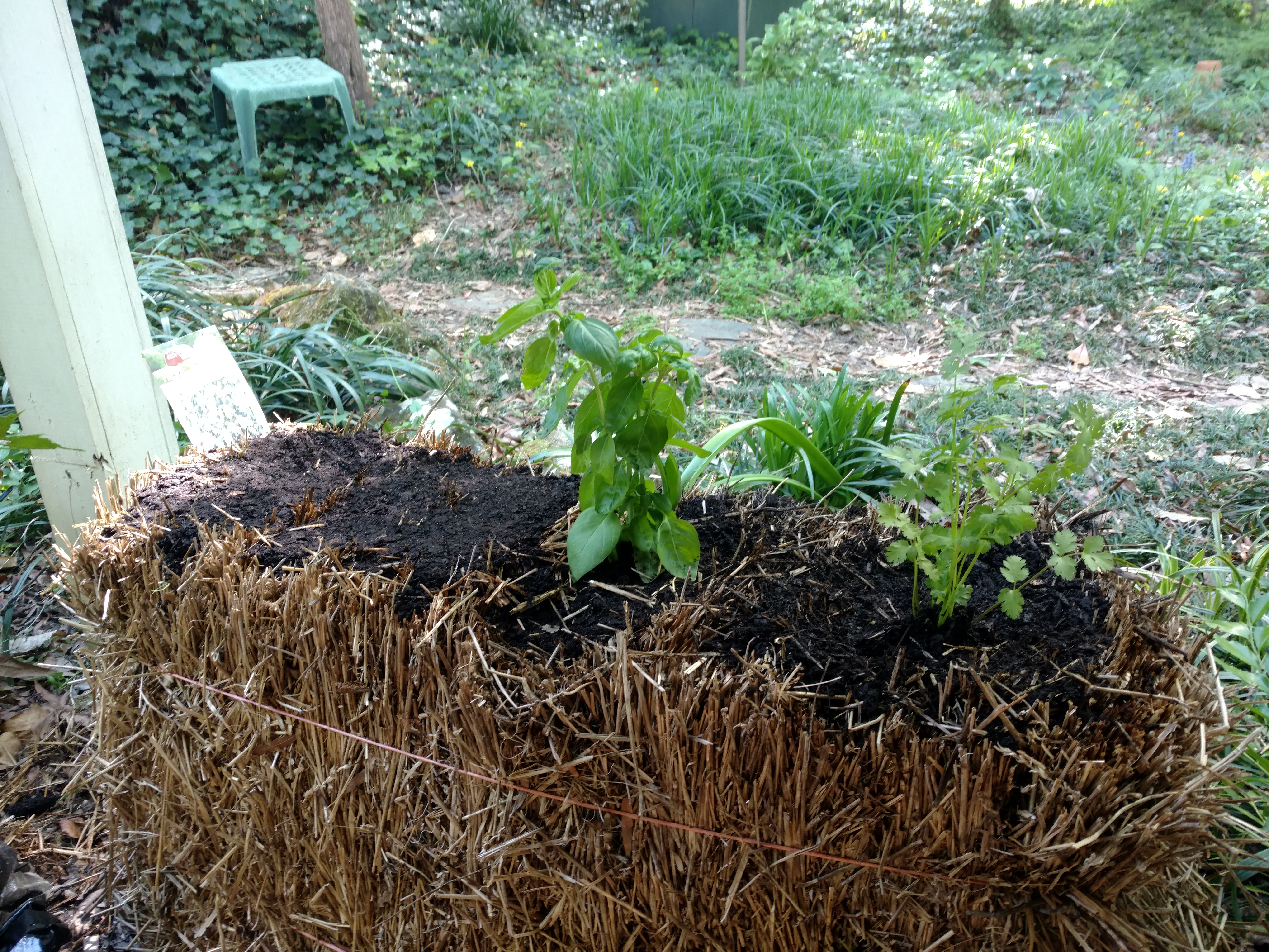 straw bale garden (2).jpg