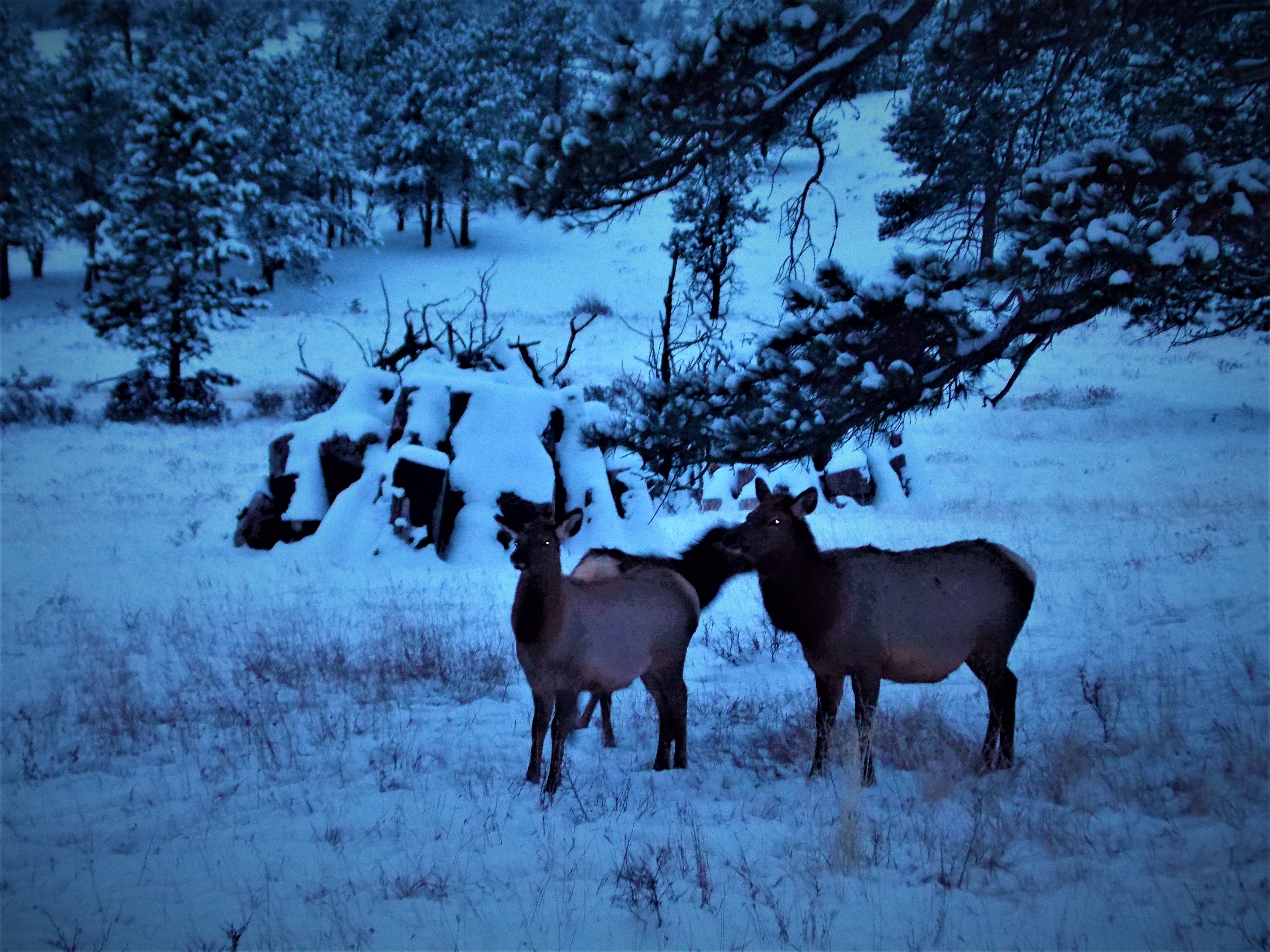 animal_photo_moose_dcen.jpg