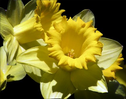 daffodil-2125909__340.jpg