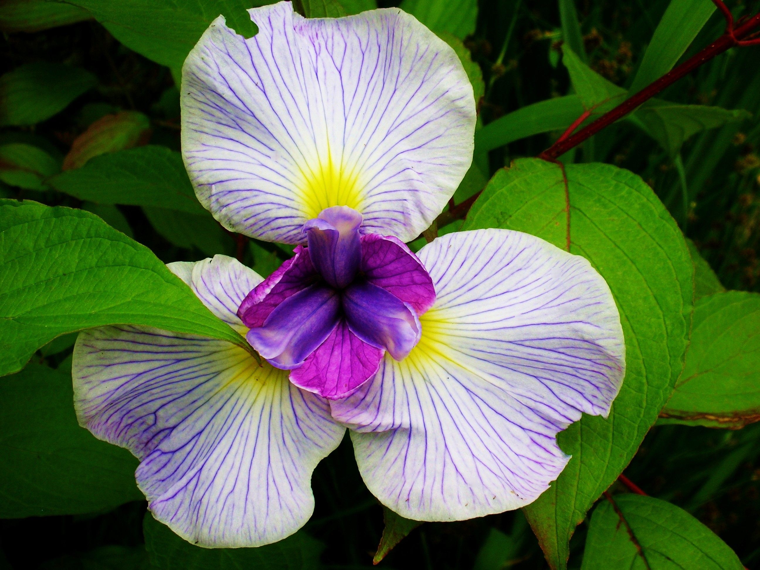 Purple Iris 1.JPG