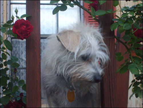 S&P with roses2.jpg