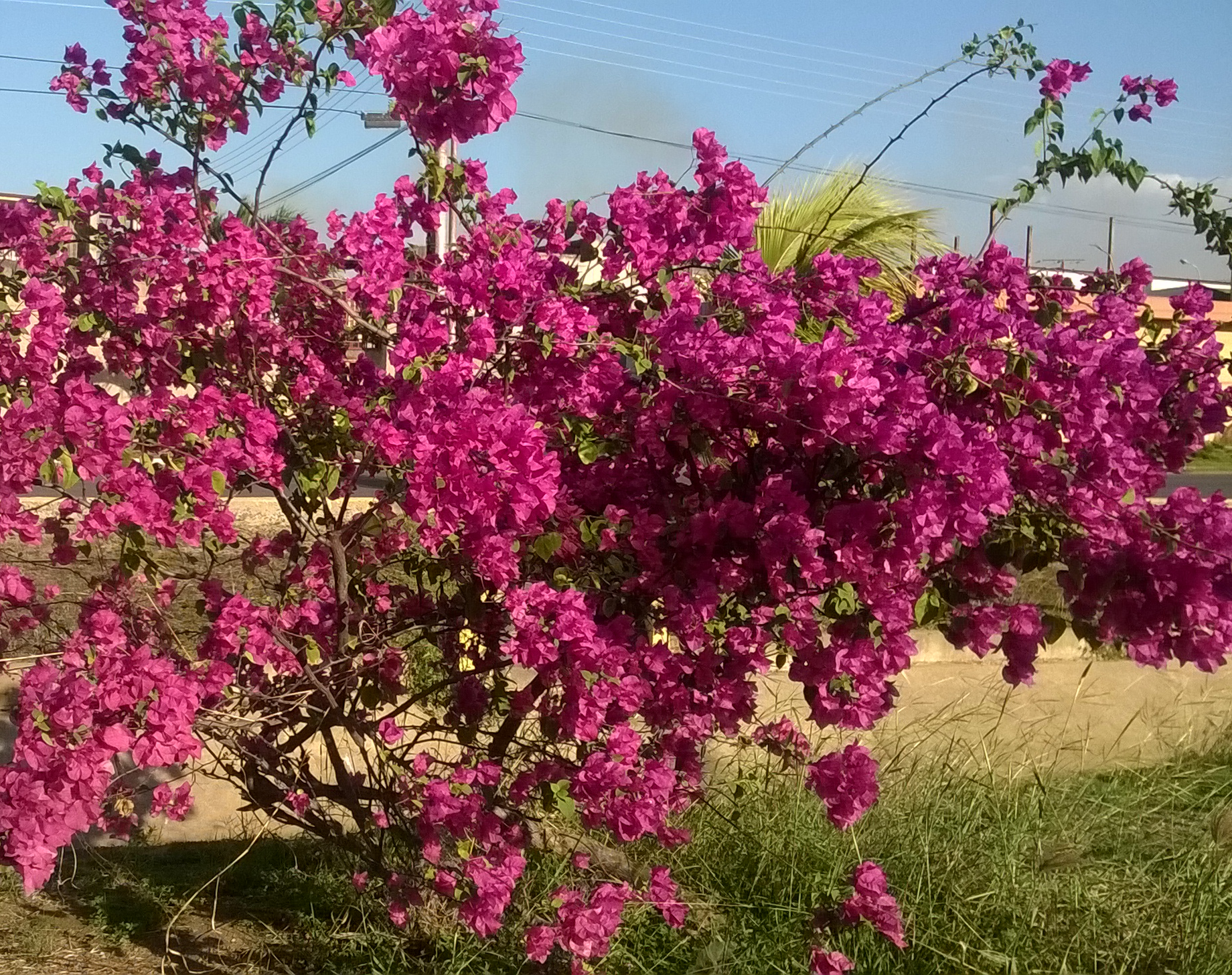 Bougainvillea