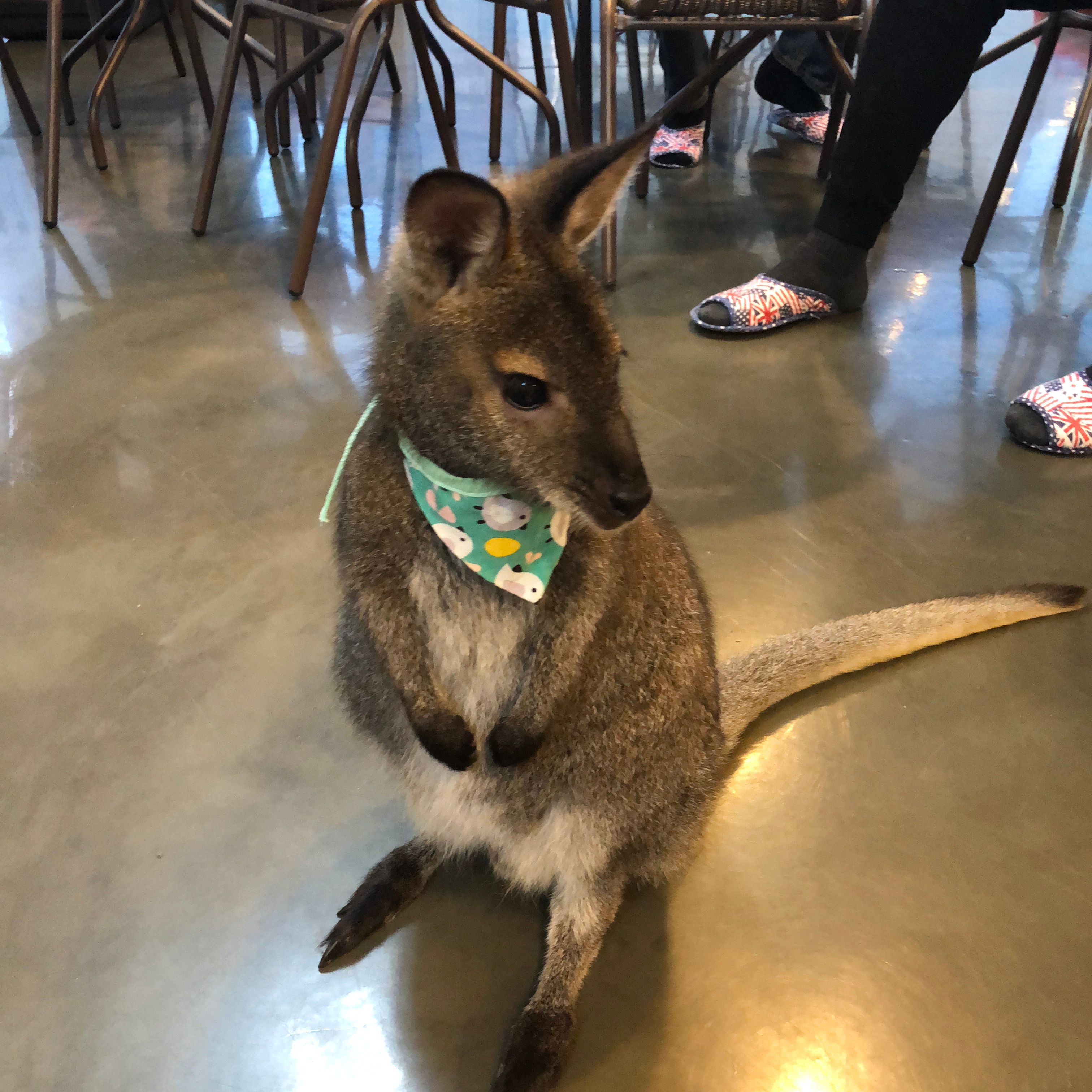 아기 왈라비를 볼 수 있는 하남 주렁주렁 - 동물 간식 교감 패키지로 동물과 교감해요! : 네이버 블로그, image size:3024x3024