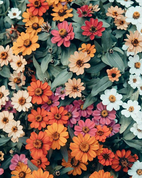 flowers.jpg