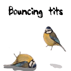 qtvNNQM.gif