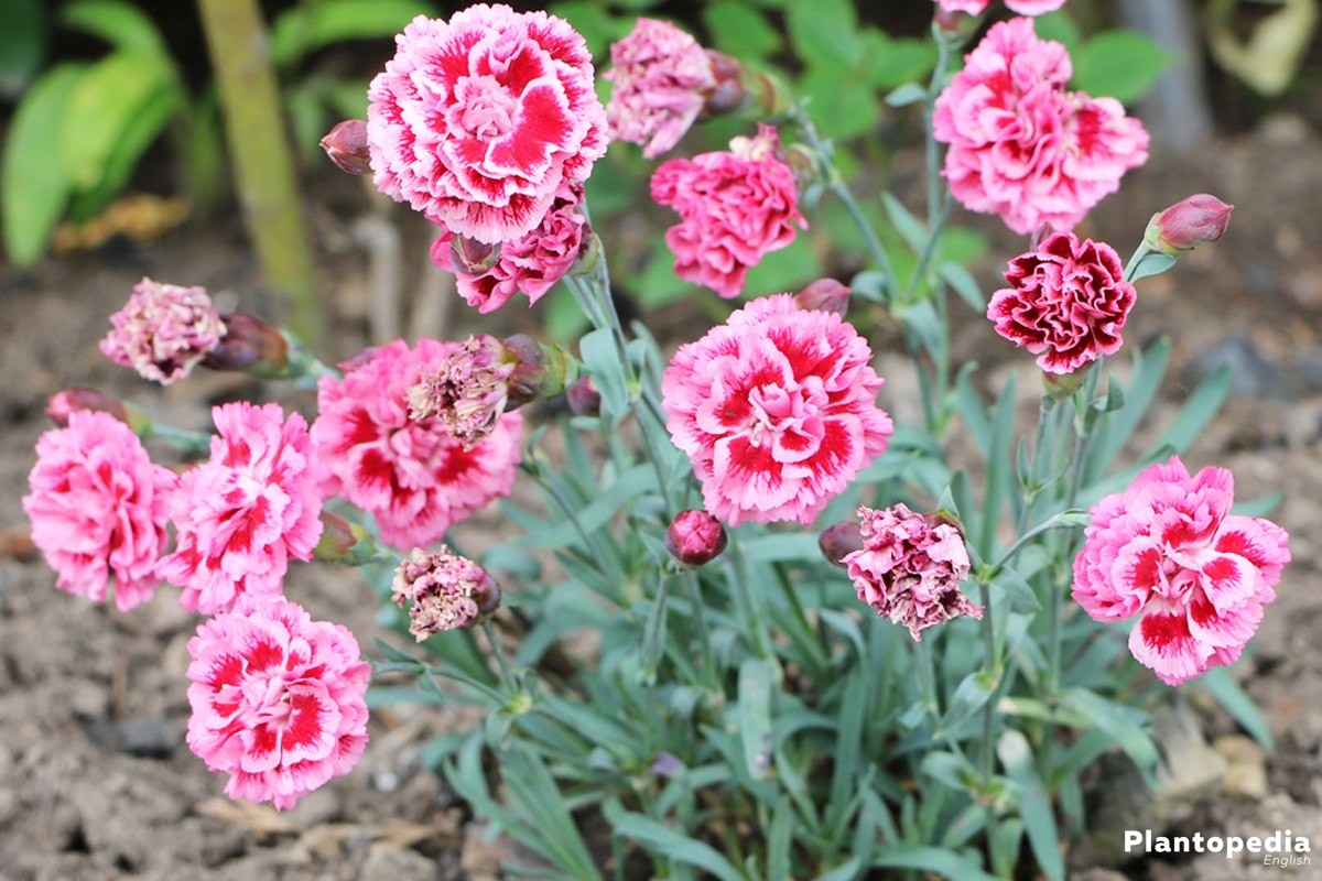 dianthus-n13.jpg