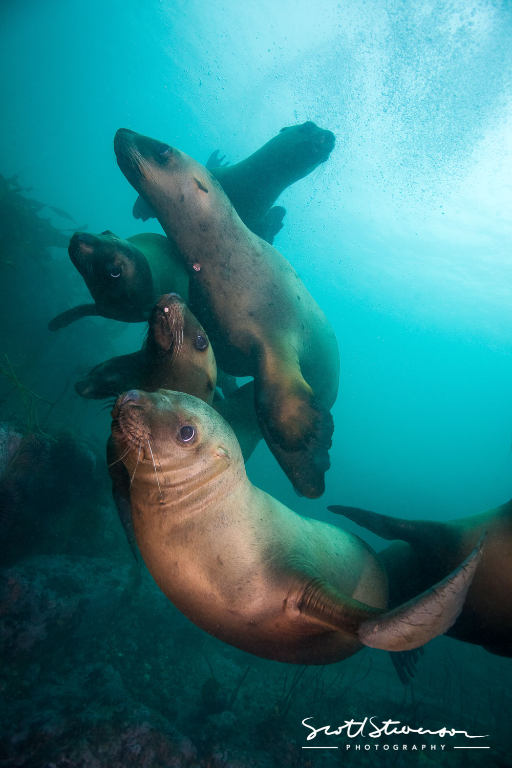 Stellar Sealion-5.jpg