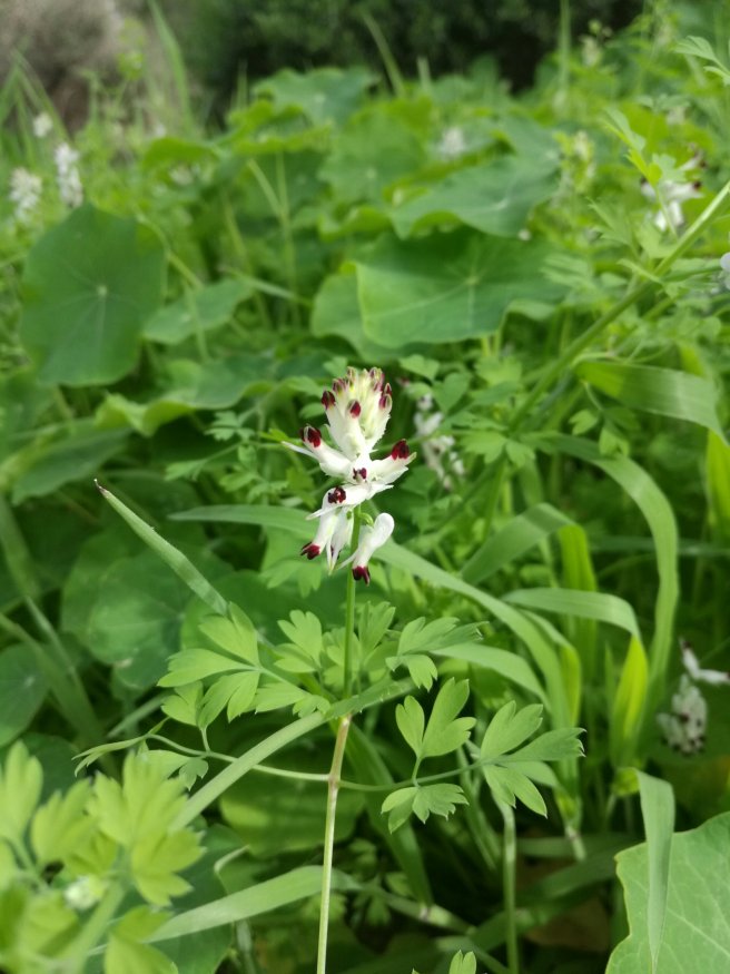 fumitory.jpg