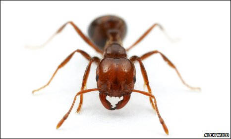 _45938978_fireant.jpg