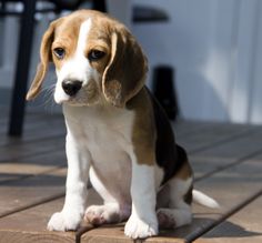 2e658d0502513e3d6f1cf05e2f1c9fbc--cute-posts-beagle-puppies.jpg