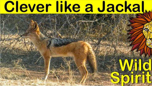 clever like a jackal1.png