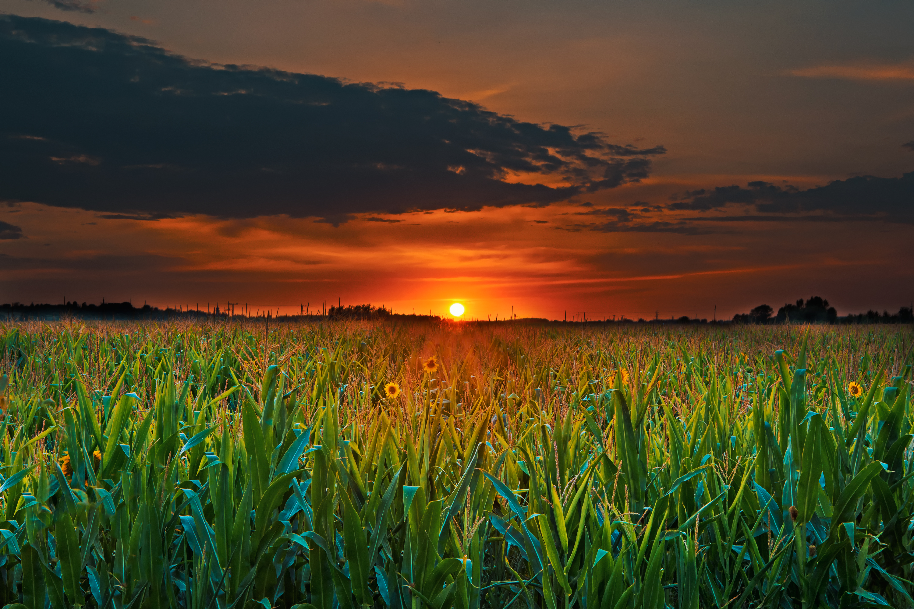 agriculture-clouds-corn-corn-field.jpeg