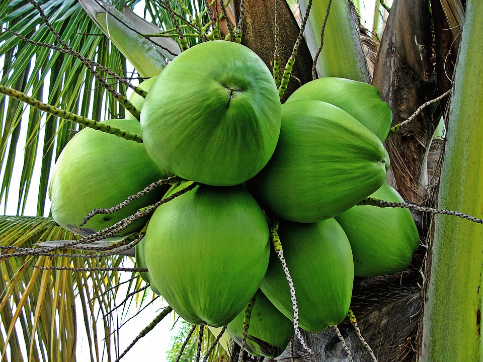 coconut-tree-1089191_960_720.jpg