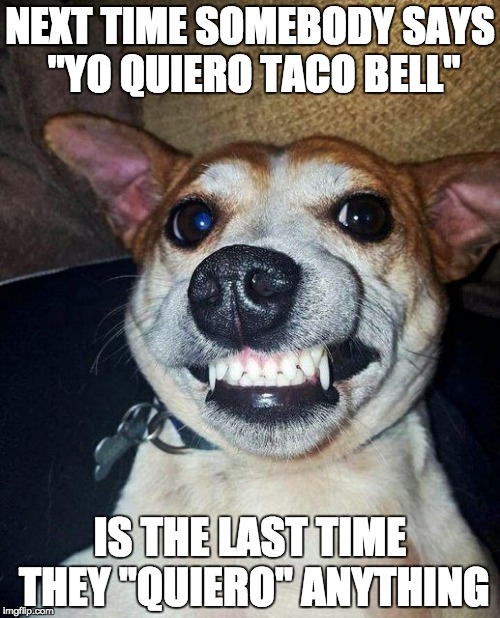 taco bell dog meme
