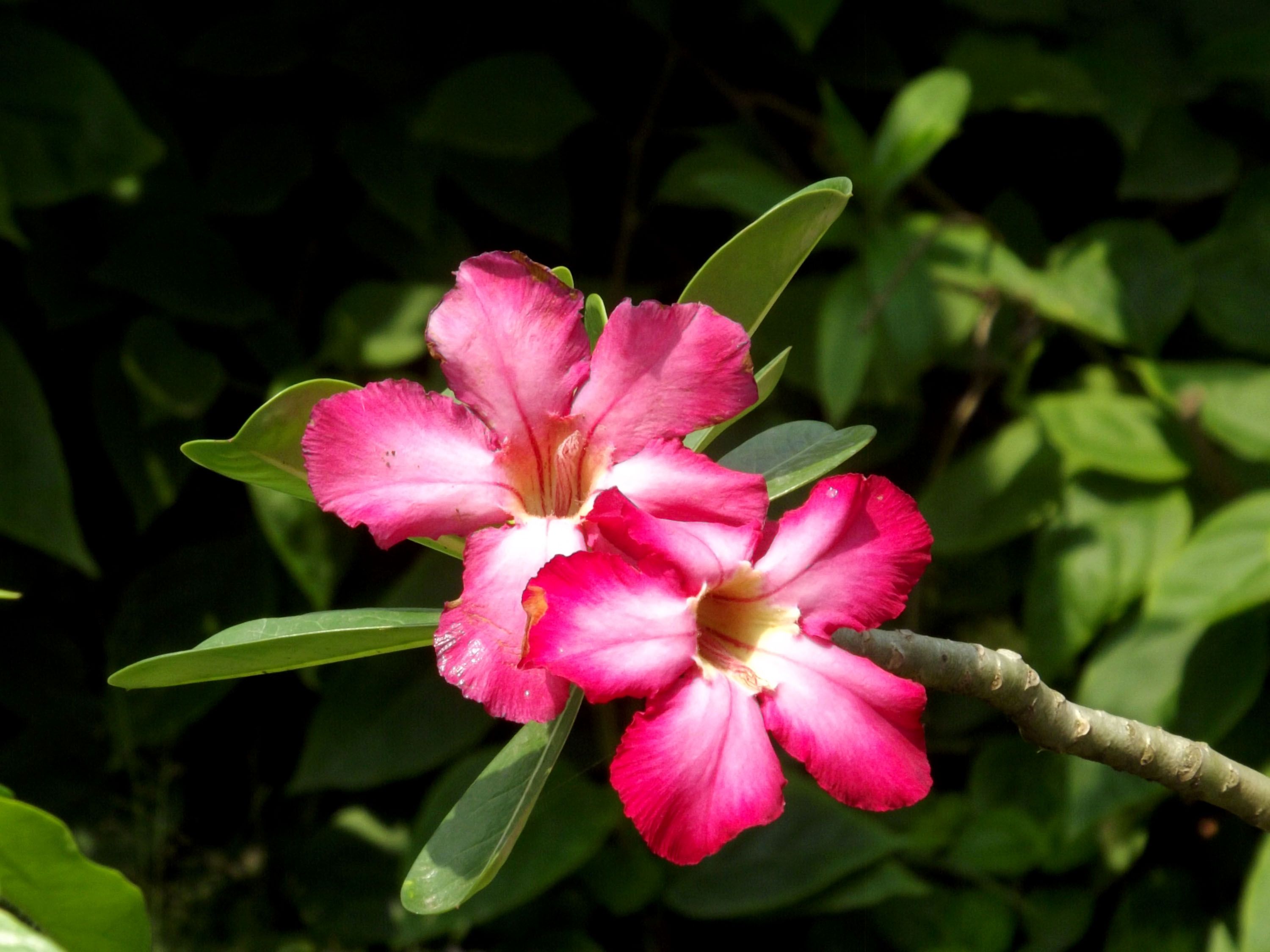 DSCF2380.jpg
