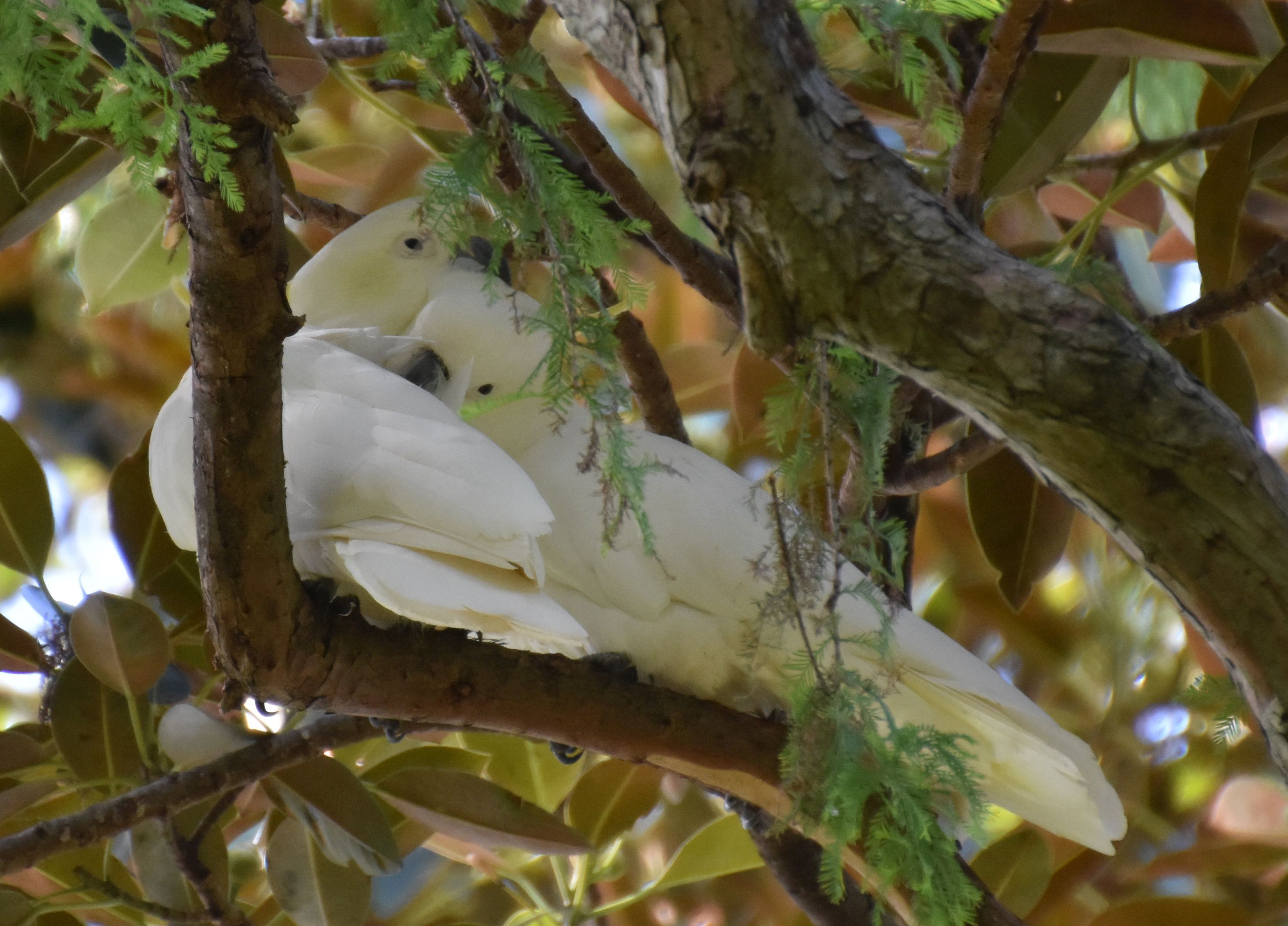 cockatoo.jpg