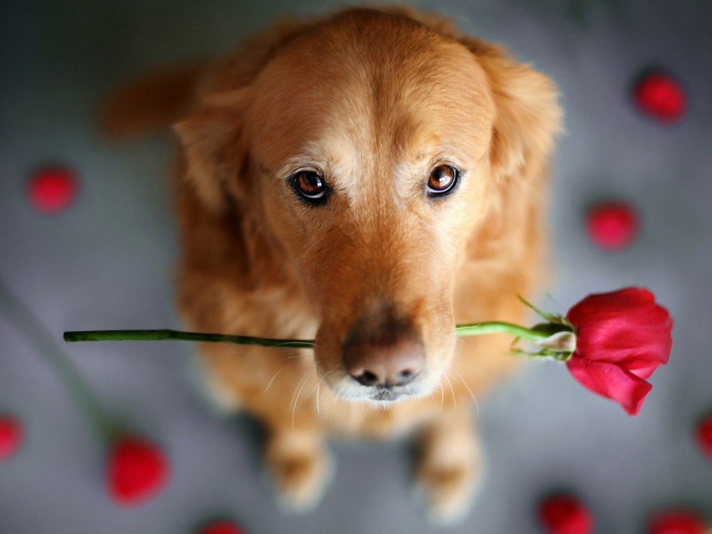 Cute-Dog-with-flower.jpg