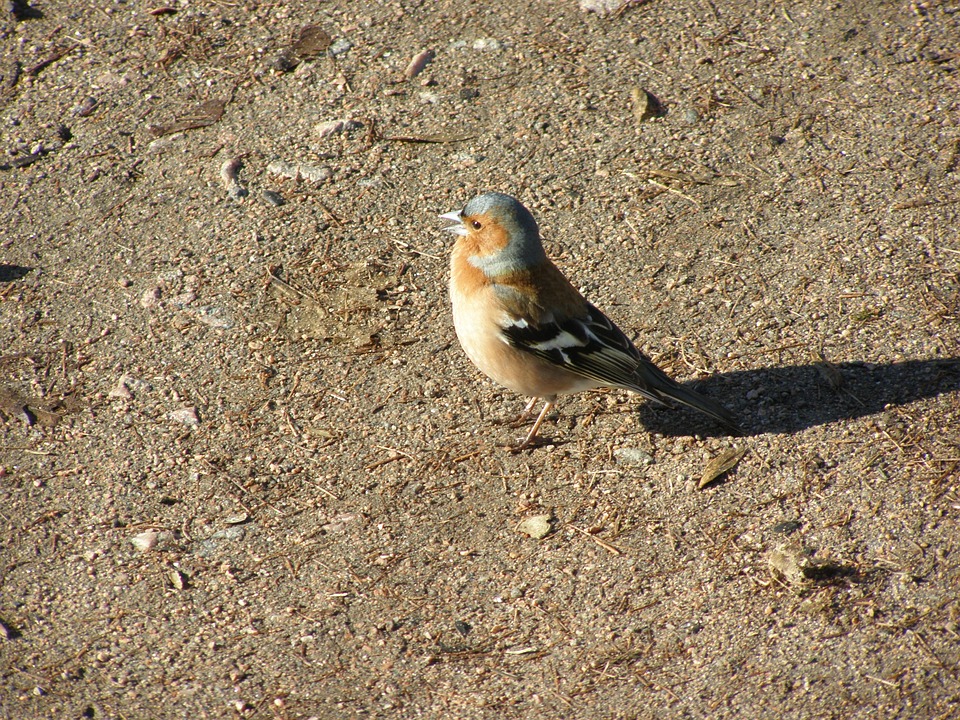 chaffinch.jpg