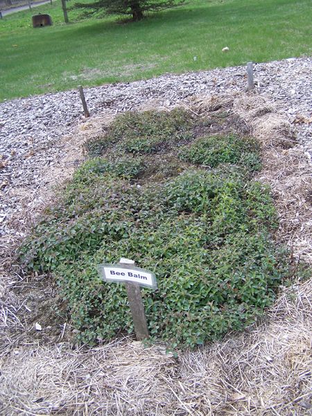 New Herb garden - bee balm crop April 2018.jpg