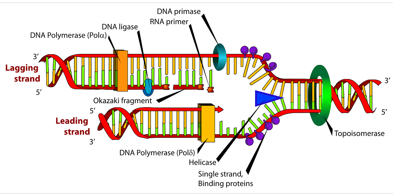 diagram-41531_1280.png