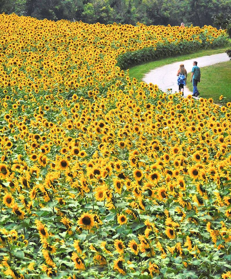 Sunflower Farm In The Philippines Best Flower Site