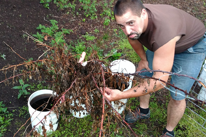 raspberry-cuttings.jpg