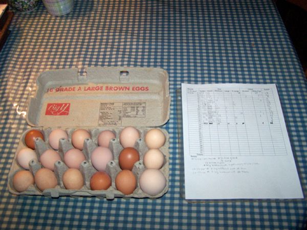 Egg box and chart crop Oct. 2016.jpg