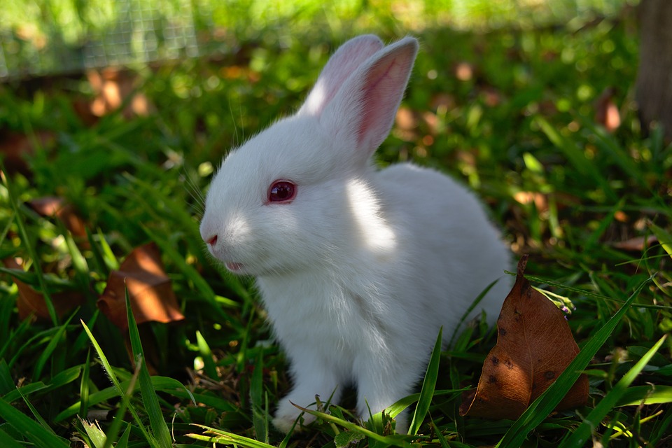 rabbit-3273992_960_720.jpg