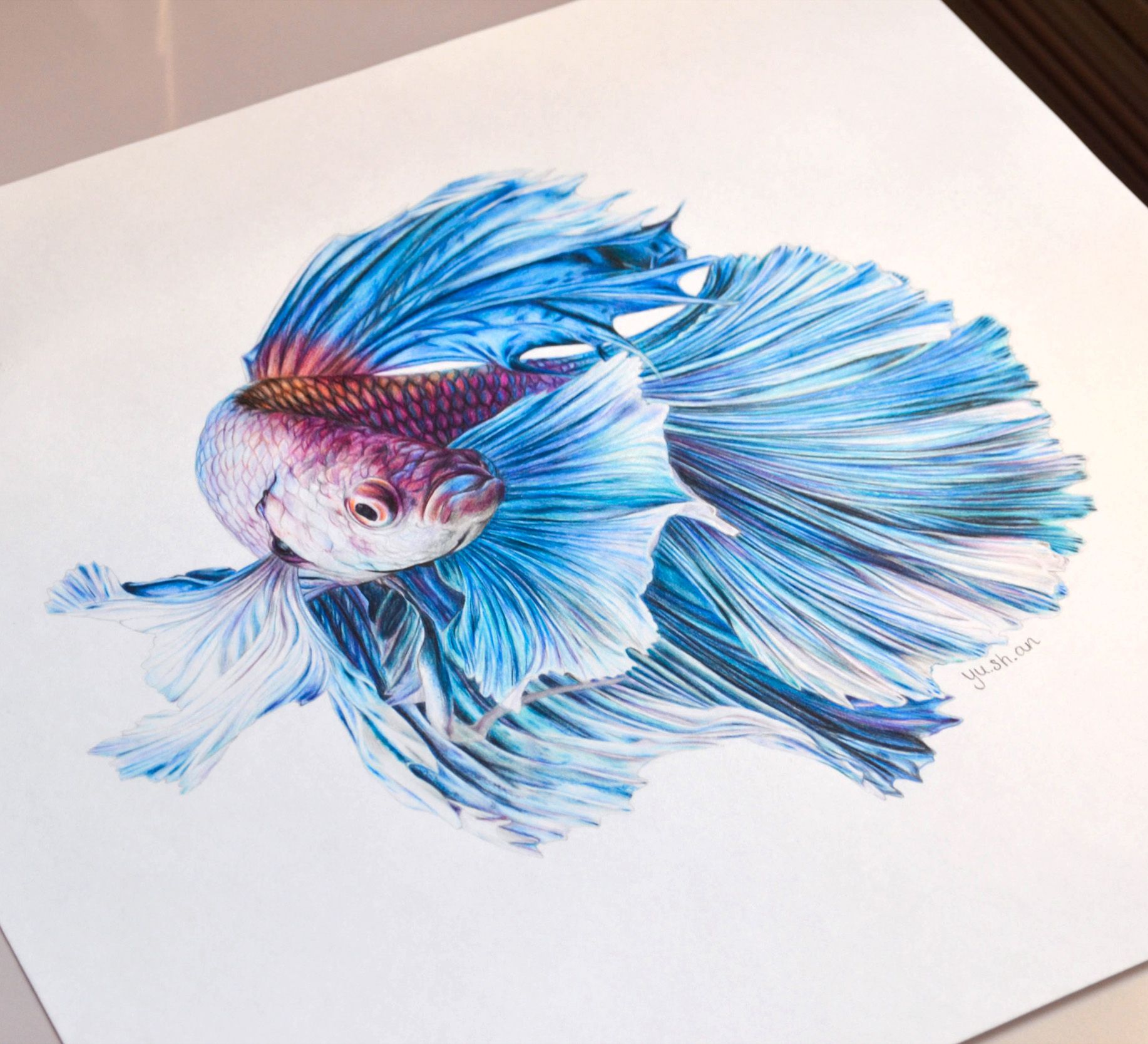 Realistic Pencil Realistic Betta Fish Drawing Gamer 4 Everbr