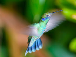 images COLIBRI 3.jpg