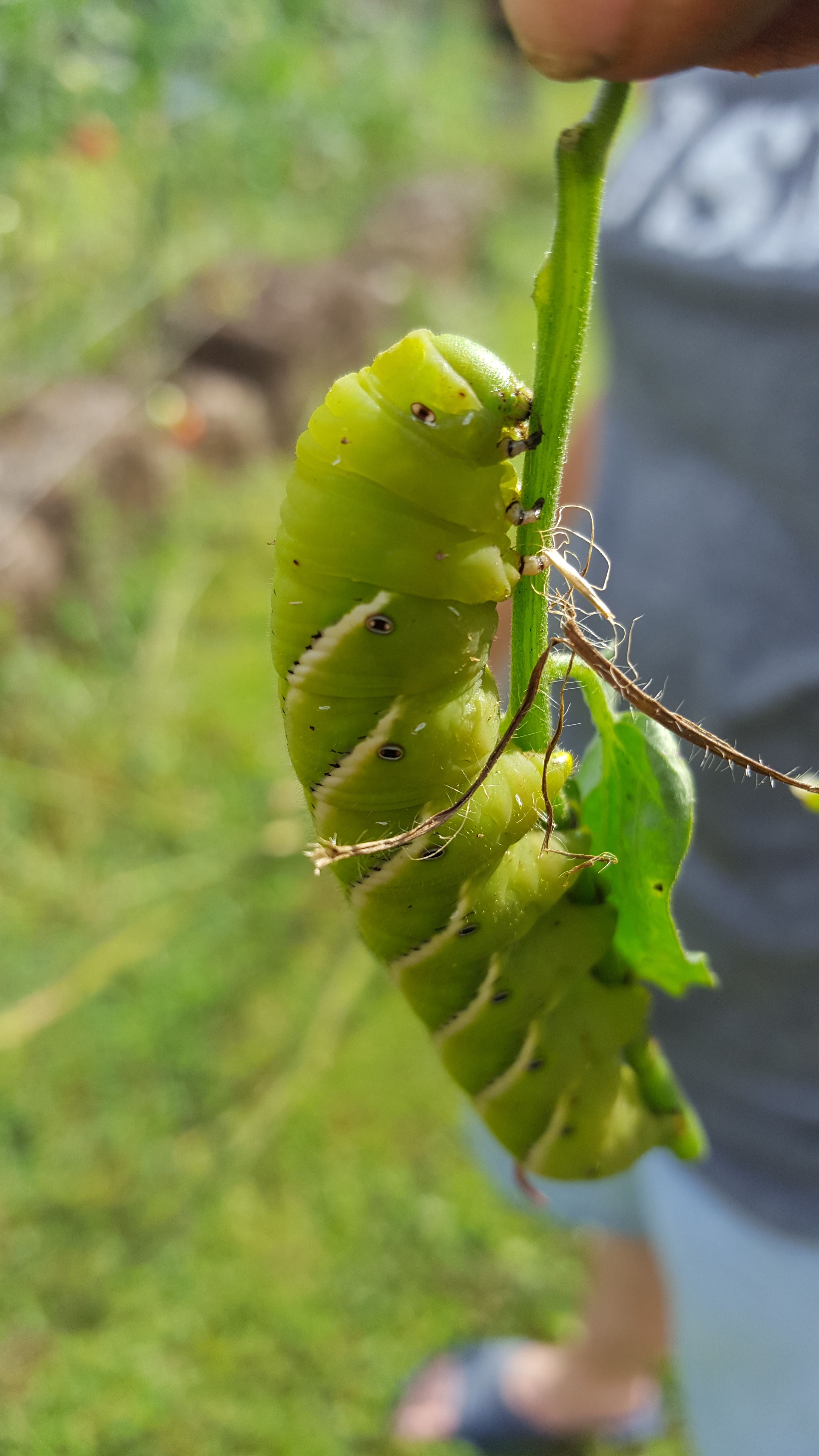 Serenity Valley Farms Tomato Worm.jpg