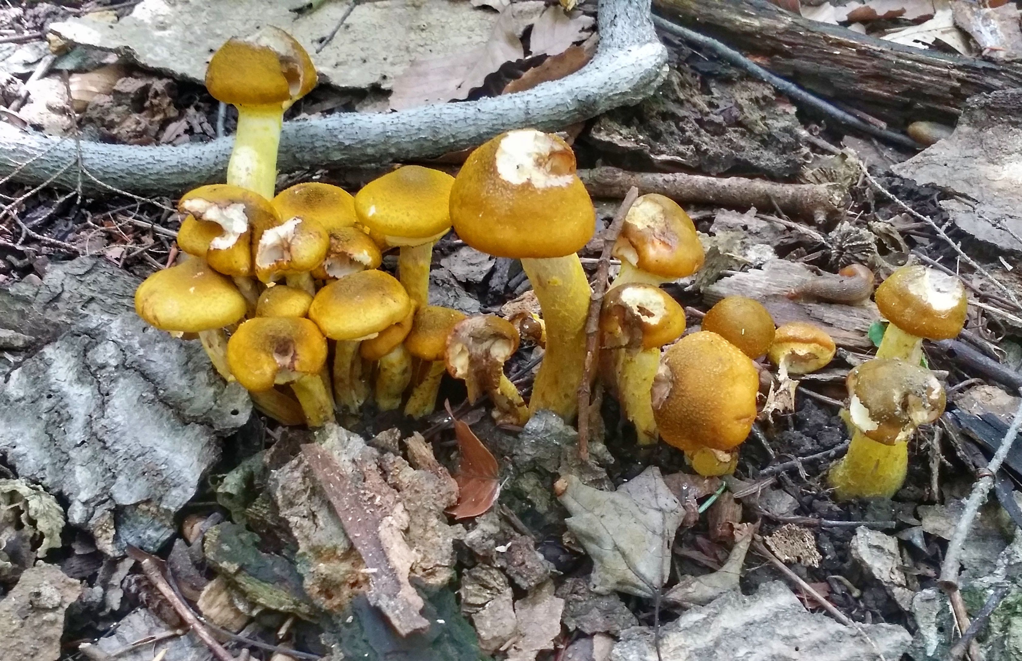 mushroom yellow4.jpeg