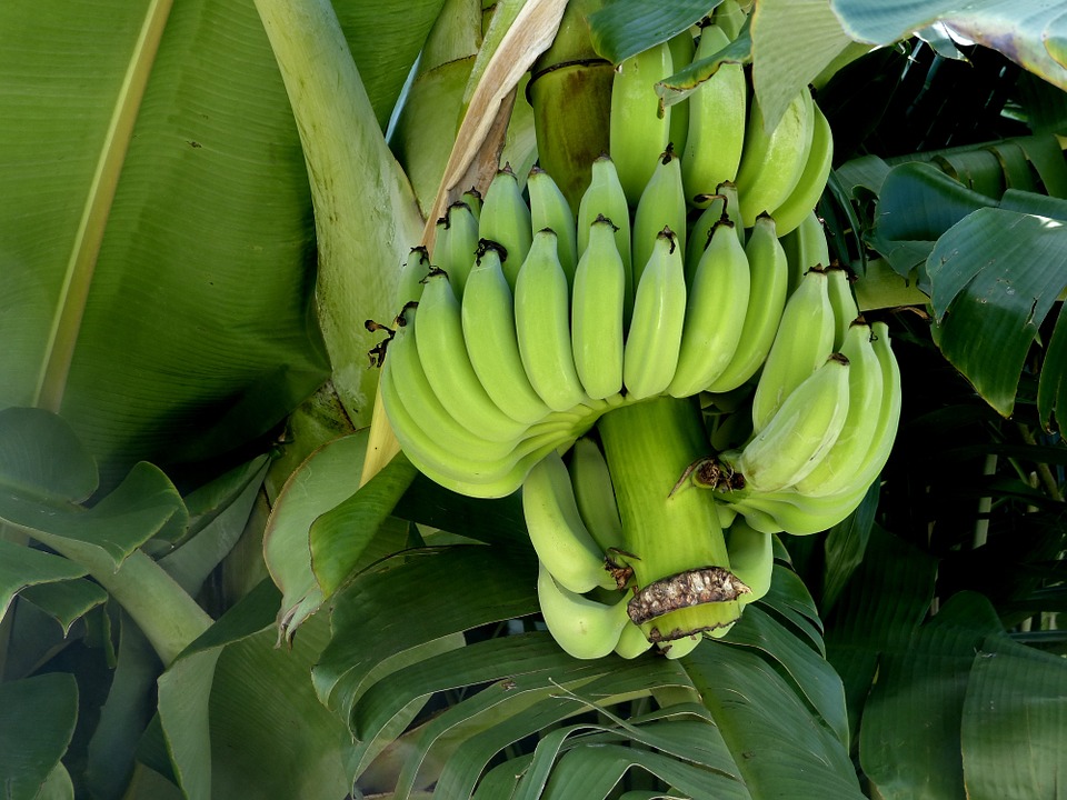 banana-288216_960_720.jpg