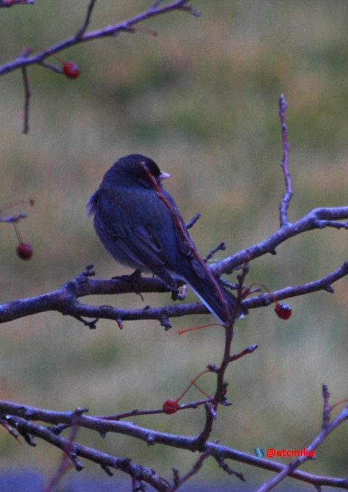 dark eyed dark-eyed junco PFW19-01sat.JPG