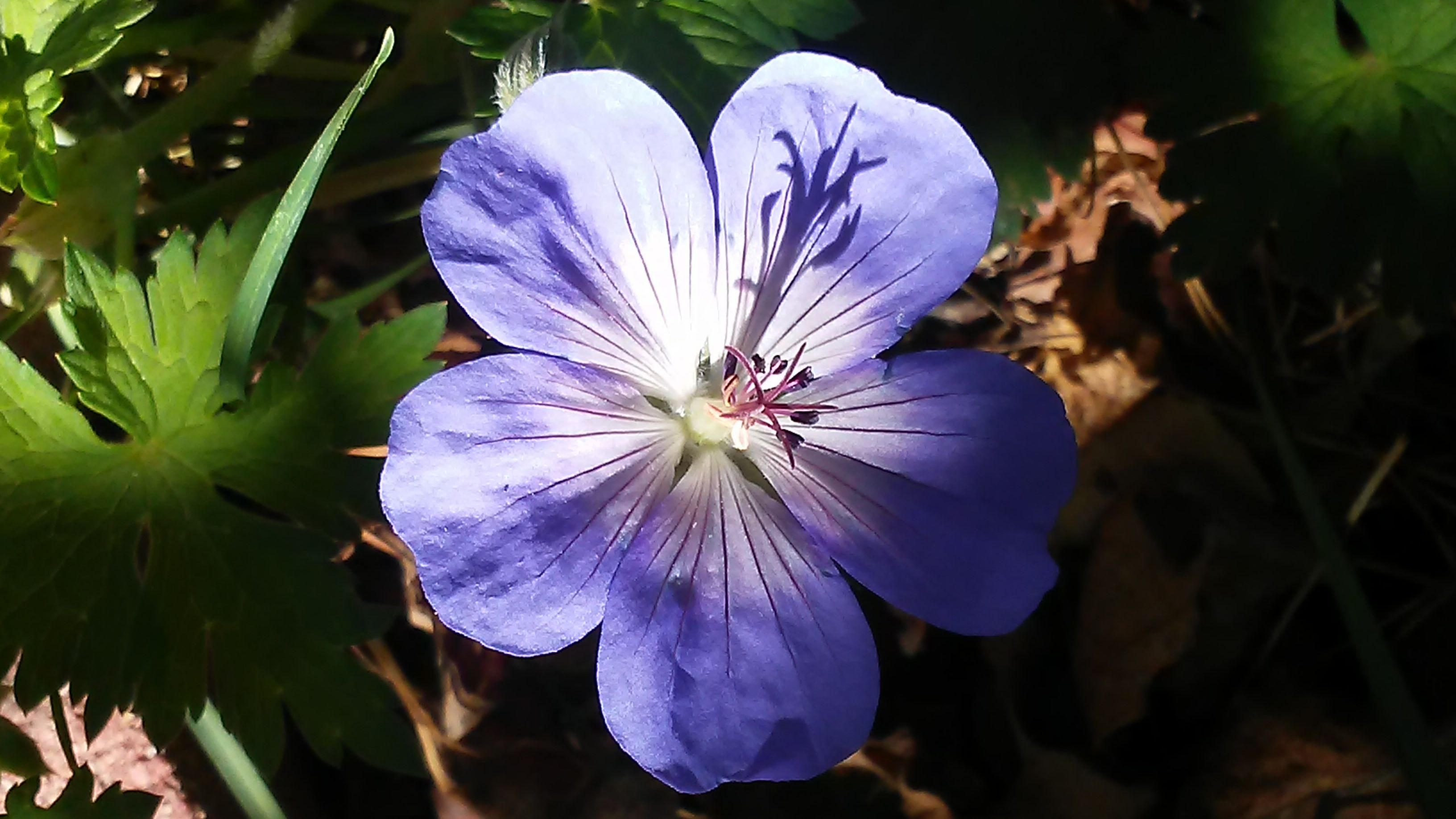 Geranium1.jpg