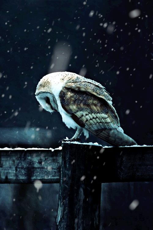tumblr_nwbfrm3TRG1uv8a8po2_500.gif