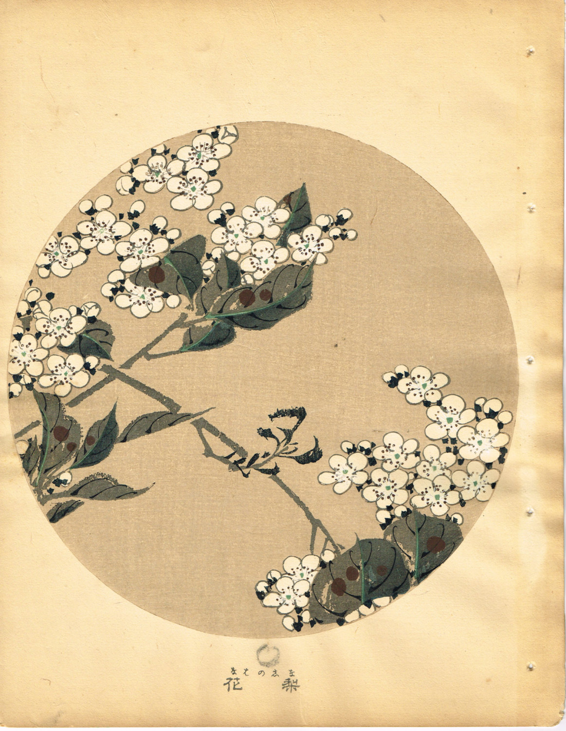 Pear Blossoms Ito Jakuchu.jpg